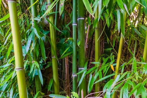 Cost of Bamboo Trimming in Sandpoint