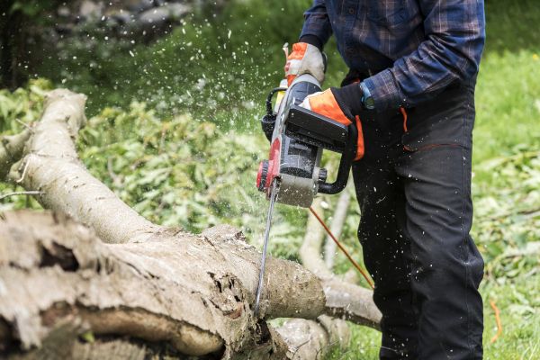 Cost of Branch Removal Service in Sandpoint