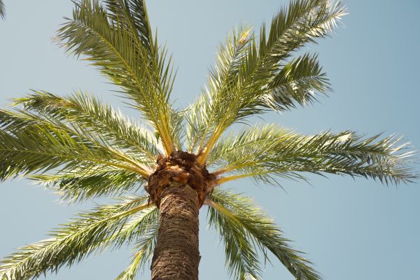 Palm Tree Pruning in Sandpoint
