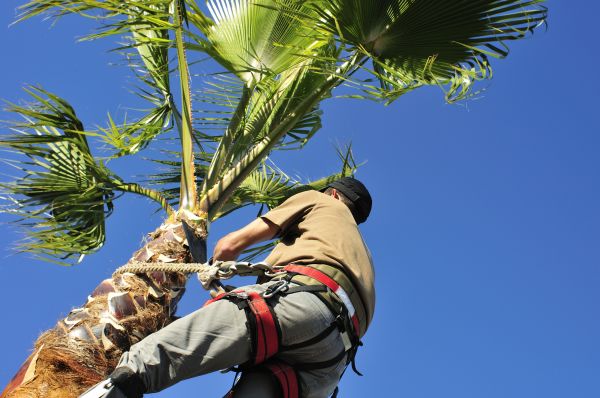 Palm Tree Trimming in Sandpoint