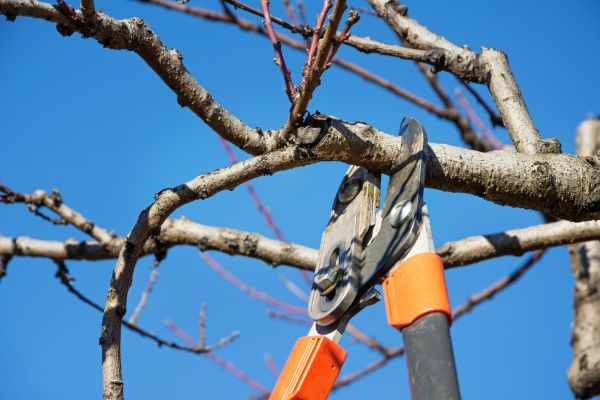 Residential Tree Service in Sandpoint
