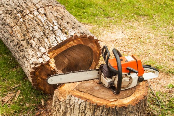 Tree Cutting Service in Sandpoint