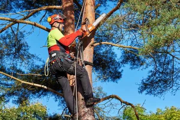 Tree Service in Sandpoint
