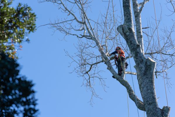 Cost of Tree Topping Service in Sandpoint