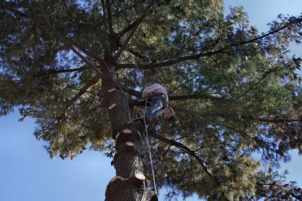 Cost of Trimming Service in Sandpoint
