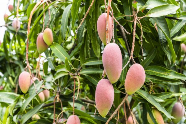 Cost of Mango Tree Trimming in Sandpoint