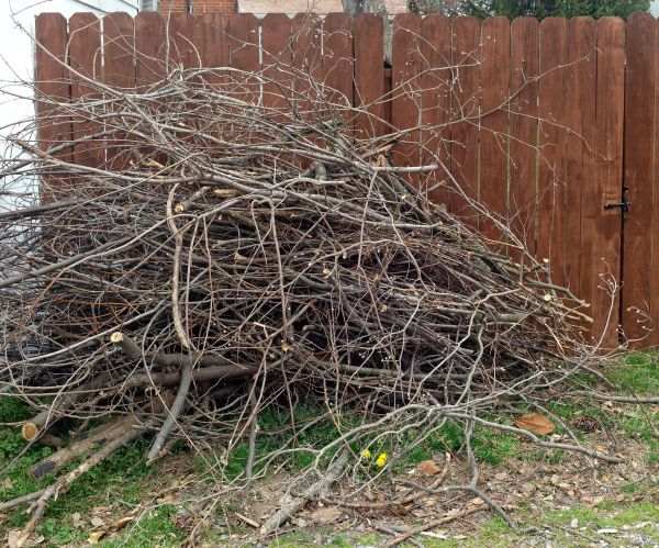 Cost of Dead Branch Removal in Sandpoint