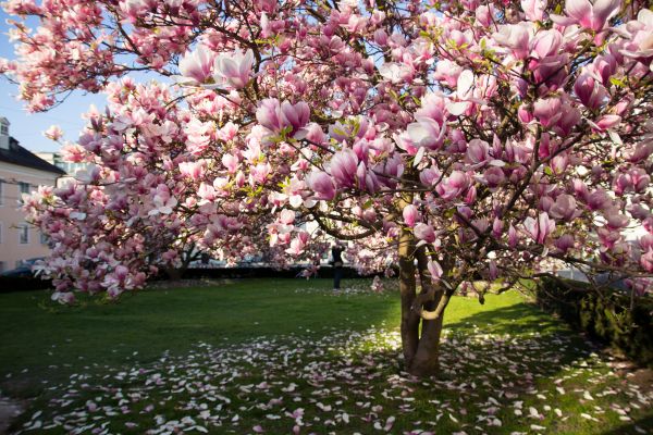 Cost of Ornamental Tree Pruning in Sandpoint