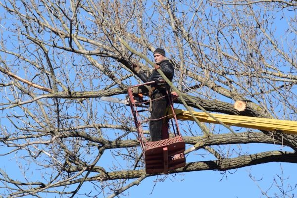 Cost of Emergency Tree Trimming in Sandpoint