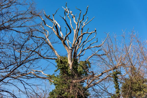 Cost of Deadwood Removal in Sandpoint