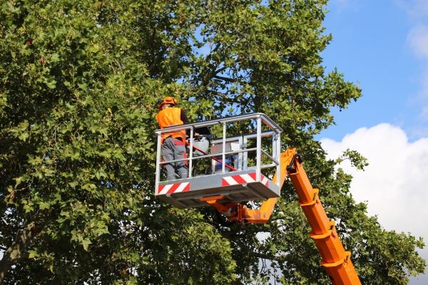 Commercial Tree Service in Sandpoint