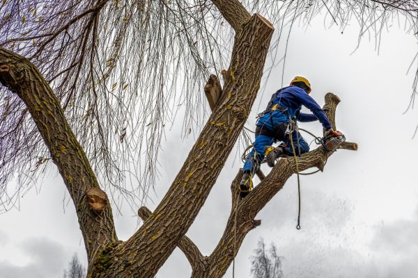 Cost of Tree Maintenance Service in Sandpoint