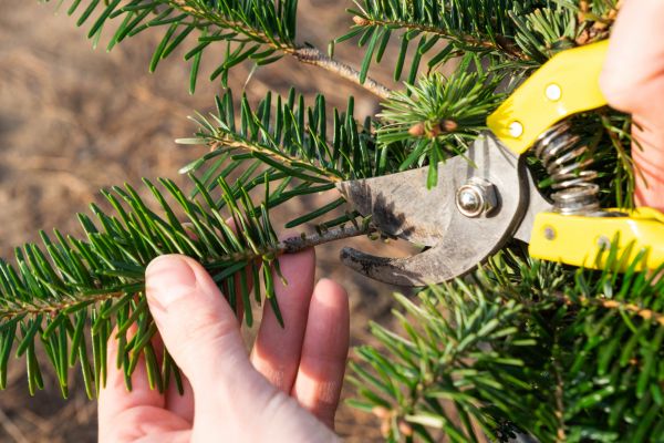Pine Tree Pruning in Sandpoint