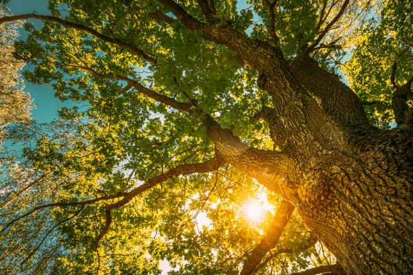 Oak Tree Pruning in Sandpoint