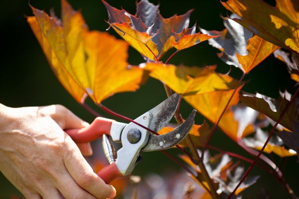 Maple Tree Pruning in Sandpoint