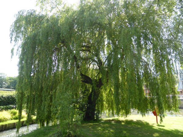 Cost of Willow Tree Trimming in Sandpoint