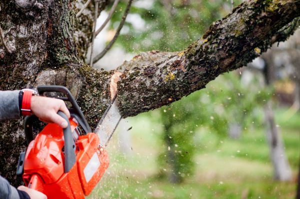 Tree Limbs Removal in Sandpoint