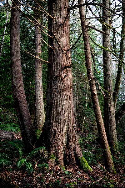 Cost of Cedar Tree Trimming in Sandpoint