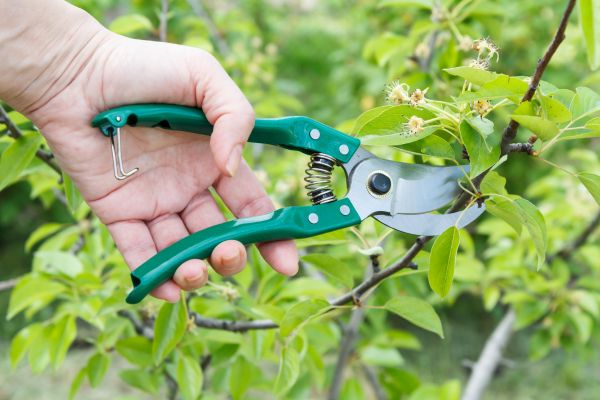 Pear Tree Pruning in Sandpoint