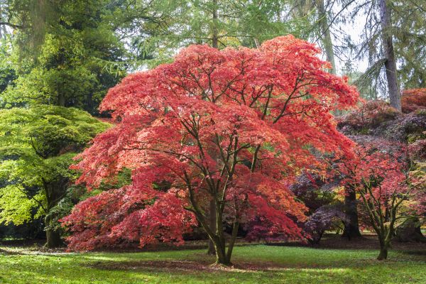 Japanese Maple Pruning in Sandpoint