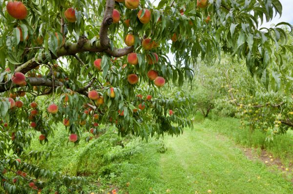 Peach Tree Pruning in Sandpoint