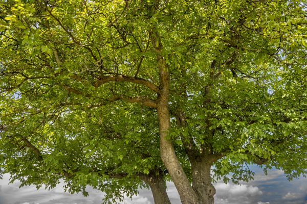 Cost of Walnut Tree Trimming in Sandpoint