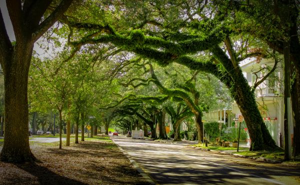 Cost of Tree Canopy Thinning in Sandpoint