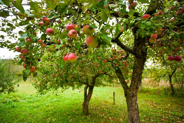Cost of Apple Tree Pruning in Sandpoint