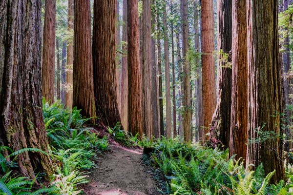 Cost of Redwood Tree Trimming in Sandpoint