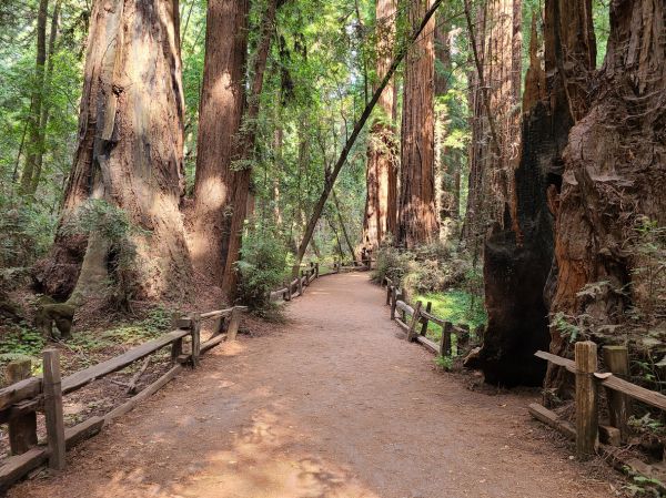Cost of Redwood Tree Pruning in Sandpoint
