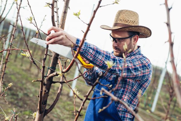 Cost of Orchard Tree Pruning in Sandpoint