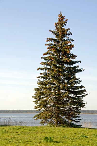 Cost of Spruce Tree Pruning in Sandpoint