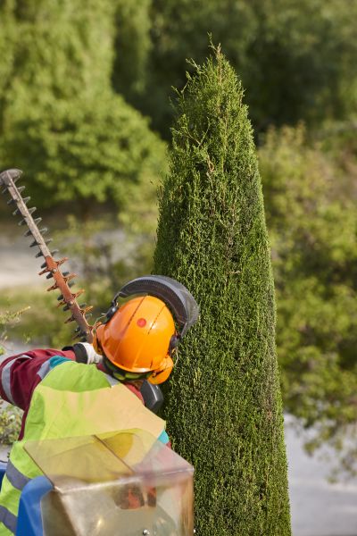 Cost of Cypress Tree Trimming in Sandpoint