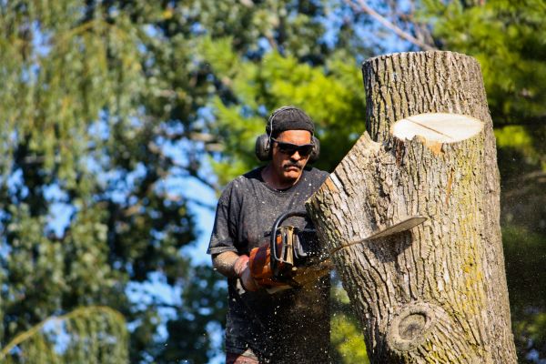 Cost of Ash Tree Pruning in Sandpoint