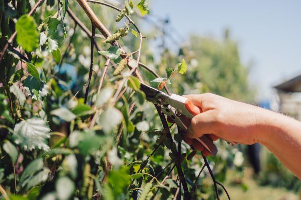 Cost of Birch Tree Pruning in Sandpoint