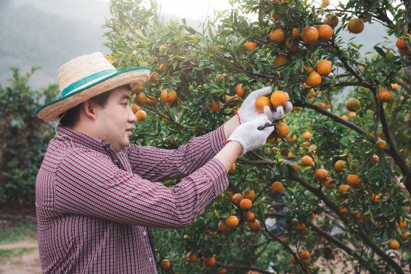 Cost of Orange Tree Pruning in Sandpoint