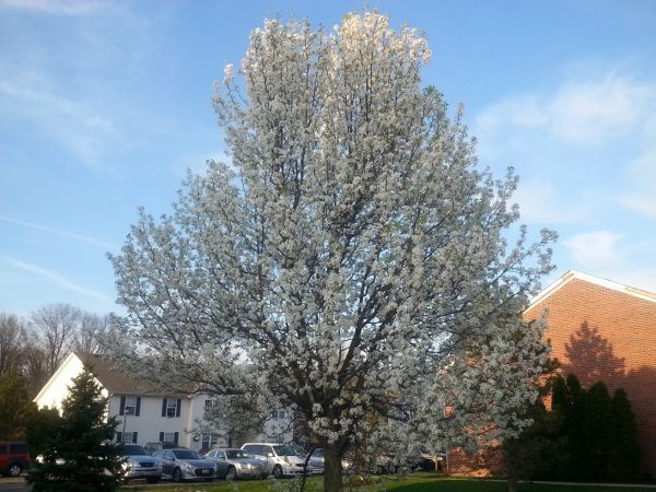 Cost of Bradford Pear Tree Pruning in Sandpoint