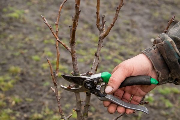 Pear Trees Pruning in Sandpoint