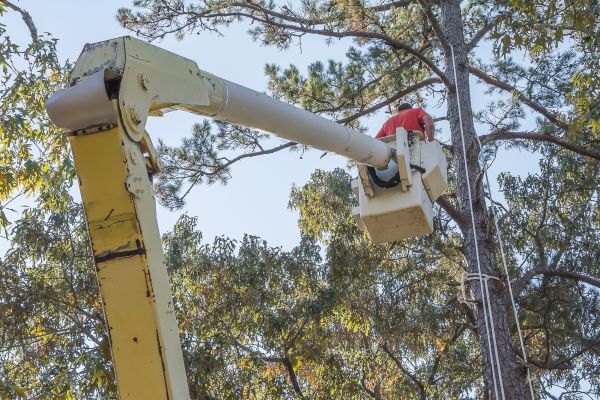 Cost of Limbs Trimming in Sandpoint