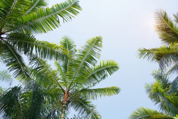 Cost of Queen Palm Tree Trimming in Sandpoint