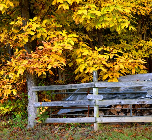 Cost of Hickory Tree Pruning in Sandpoint