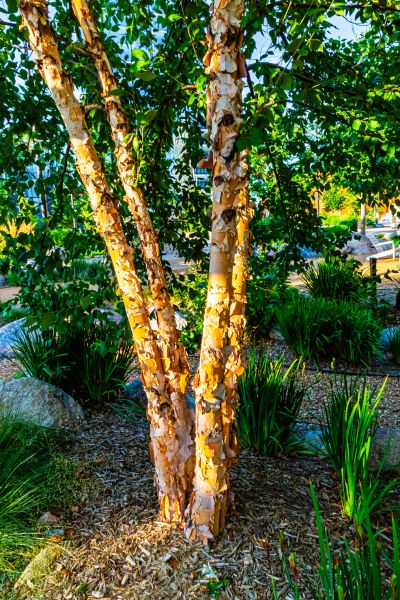 Cost of River Birch Trimming in Sandpoint