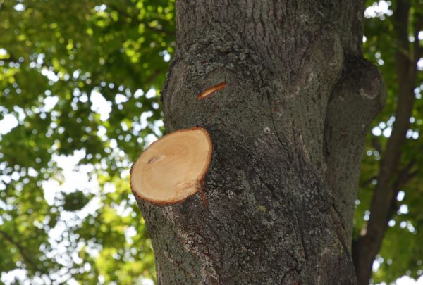 Cost of Limb Cutting in Sandpoint