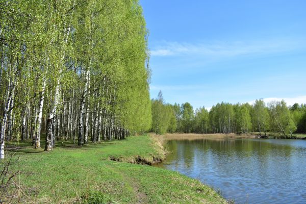 Cost of River Birch Pruning in Sandpoint