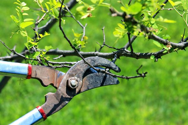 Cost of Branches Pruning in Sandpoint
