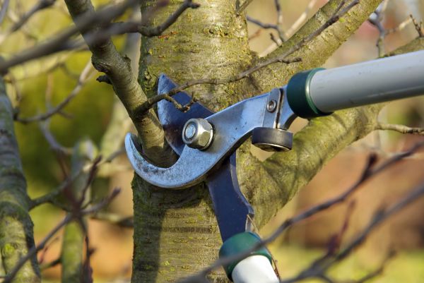 Cost of Tree Limb Trimming Service in Sandpoint