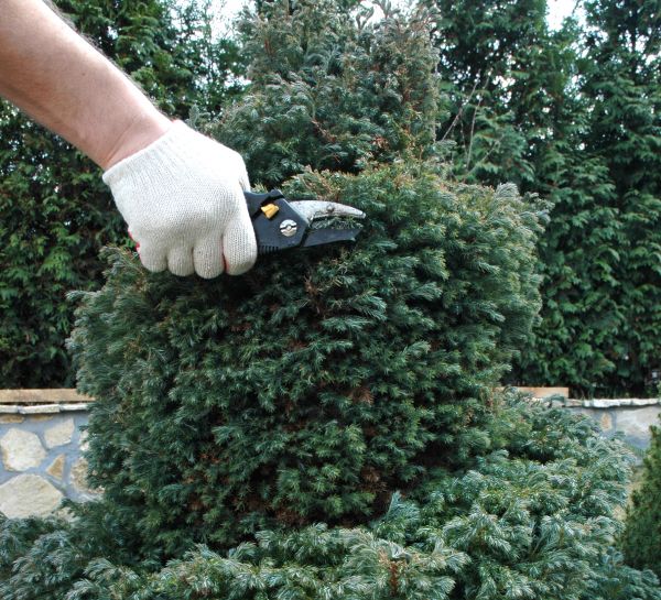 Cost of Ornamental Tree Trimming in Sandpoint