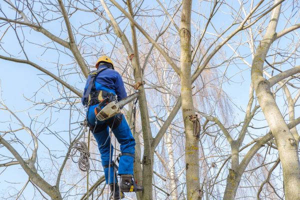Cost of Large Tree Trimming in Sandpoint