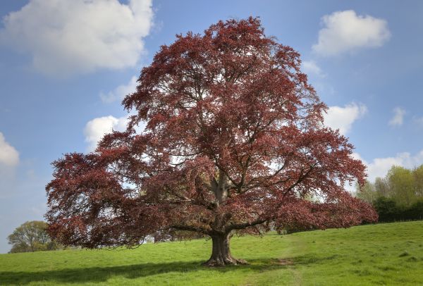 Cost of Beech Tree Pruning in Sandpoint