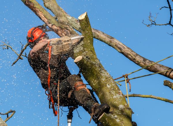 Tree Trimming Service in Sandpoint
